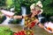 Iban traditional dance performer with full tribe costume dancing by the waterfall in