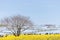 Ibaraki, Japan April 25, 2017 : Nemophila `baby blue eyes ` hill at Hitachi seaside park at Ibaraki Japan.