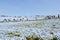 Ibaraki, Japan April 25, 2017 : Nemophila  `baby blue eyes ` hill at Hitachi seaside park at Ibaraki Japan.