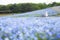 Ibaraki, Japan May 6, 2017 hill of blooming nemophila flower field people walking on track enjoy watching flowers