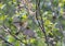 Iberian chiffchaff flying between the bushes