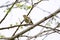 Iberian chiffchaff perched on a branch