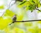 Iberian chiffchaff perched on a branch