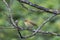 Iberian chiffchaff perched on a branch