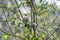 Iberian chiffchaff perched on a branch