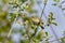 Iberian chiffchaff perched on a branch