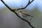 Iberian chiffchaff perched on a branch singing