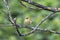 Iberian chiffchaff perched on a branch singing