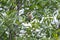 Iberian chiffchaff perched on a branch singing