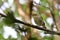Iberian chiffchaff Phylloscopus ibericus