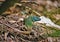 Iberian emerald lizard Lacerta schreiberi in Leon Spain