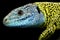 Iberian emerald lizard Lacerta schreiberi male