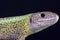 Iberian emerald lizard male / Lacerta schreiberi