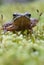 Iberian frog Rana iberica leggy frog