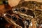 Iberian frogs Rana iberica in a pond of Trives, Orense, Spain