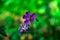 Iberian Geranium. bee pollinates wild purple flower