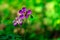 Iberian Geranium. bee pollinates a wild purple flower. Iberian Geranium