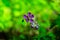 Iberian Geranium. geranium flowering with honey bee collecting pollen. Geranium ibericum