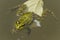 Iberian Green Frog Pelophylax perezi
