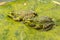 Iberian Green Frog Pelophylax perezi