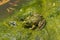 Iberian Green Frog Pelophylax perezi