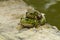 Iberian Green Frog Pelophylax perezi
