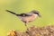 Iberian Grey Shrike on bright background