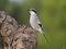 Iberian grey-shrike, Lanius meridionalis