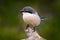 Iberian grey shrike, Lanius meridionalis, in the nature habitat, Sierra de AndÃºjar, Andalusia, Spain in Europe. Black and gry