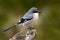 Iberian grey shrike, Lanius meridionalis, in the nature habitat, Sierra de AndÃºjar, Andalusia, Spain in Europe. Black and gry