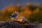 Iberian grey shrike, Lanius meridionalis, in the nature habitat, Sierra de AndÃºjar, Andalusia, Spain in Europe. Black and gry