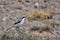 An Iberian grey shrike in Lanzarote, Spain