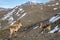 The Iberian ibex, also known as the Spanish ibex, Spanish wild goat and Iberian wild goat, Capra pyrenaica. Sierra Nevada mountain