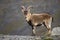 The Iberian ibex, also known as the Spanish ibex, Spanish wild goat and Iberian wild goat, Capra pyrenaica. Sierra Nevada mountain