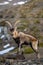 The Iberian ibex, also known as the Spanish ibex, Spanish wild goat and Iberian wild goat, Capra pyrenaica. Sierra Nevada mountain