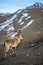 The Iberian ibex, also known as the Spanish ibex, Spanish wild goat and Iberian wild goat, Capra pyrenaica. Sierra Nevada mountain