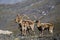 The Iberian ibex, also known as the Spanish ibex, Spanish wild goat and Iberian wild goat, Capra pyrenaica. Sierra Nevada mountain