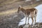 The Iberian ibex, also known as the Spanish ibex, Spanish wild goat and Iberian wild goat, Capra pyrenaica. Sierra Nevada mountain