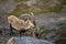 The Iberian ibex, also known as the Spanish ibex, Spanish wild goat and Iberian wild goat, Capra pyrenaica. Sierra Nevada mountain