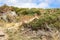 The Iberian ibex (Capra pyrenaica) in Sierra de Gredos mountains, Spain