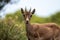 Iberian Ibex close up at the Costa del Sol, Spain