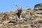 Iberian Ibex resting on stony slope