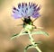 Iberian knapweed, Iberian star-thistle, Centaurea iberica