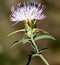 Iberian knapweed, Iberian star-thistle, Centaurea iberica