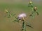 Iberian knapweed or Iberian star-thistle, Centaurea iberica