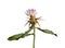 Iberian knapweed or Iberian star-thistle isolated on white, Centaurea iberica