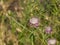 Iberian Knapweed or star-thistle, Centaurea iberica flower with bees macro, selective focus, shallow DOF