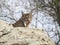 Iberian lynx licking itself