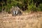 The Iberian lynx Lynx pardinus, an adult female lurks for prey. Face to face photographed female Spanish lynx