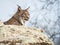 Iberian lynx ( Lynx pardinus ) lying down on a rock